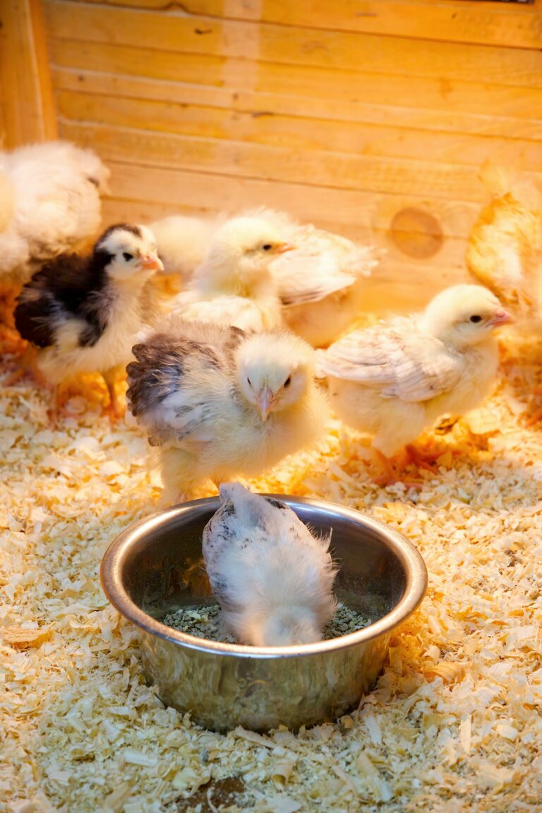 how long do chicks need a lamp