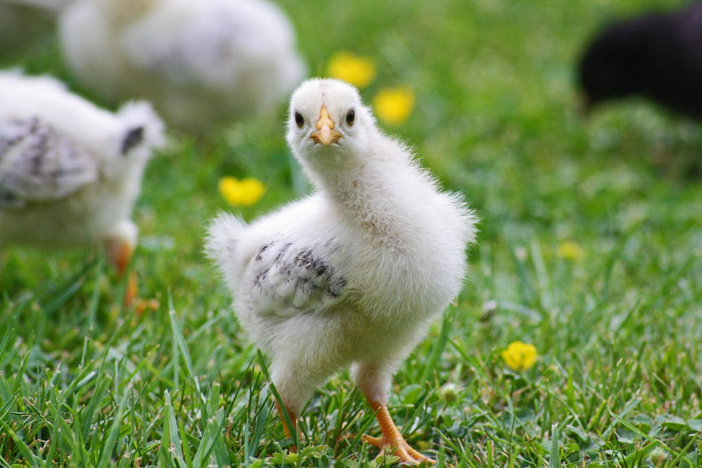 chicken breeds to avoid with young kids on a homestead