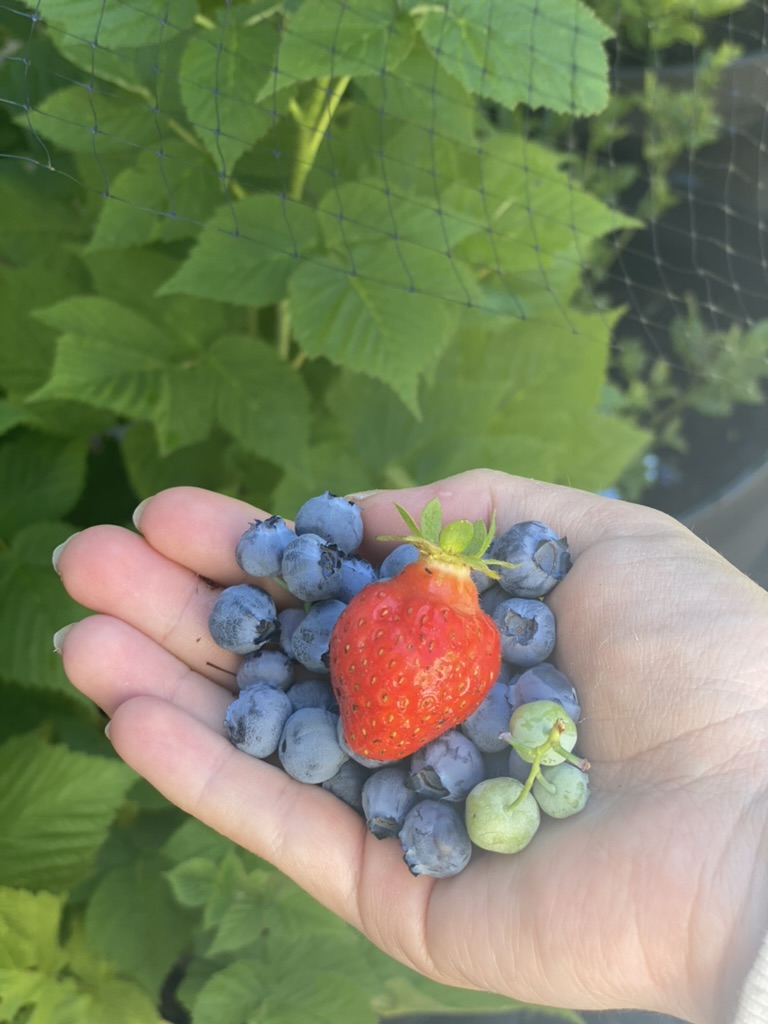 home garden blueberries strawberries bird netting for self-sufficient garden