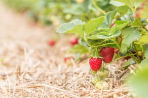Growing Berries