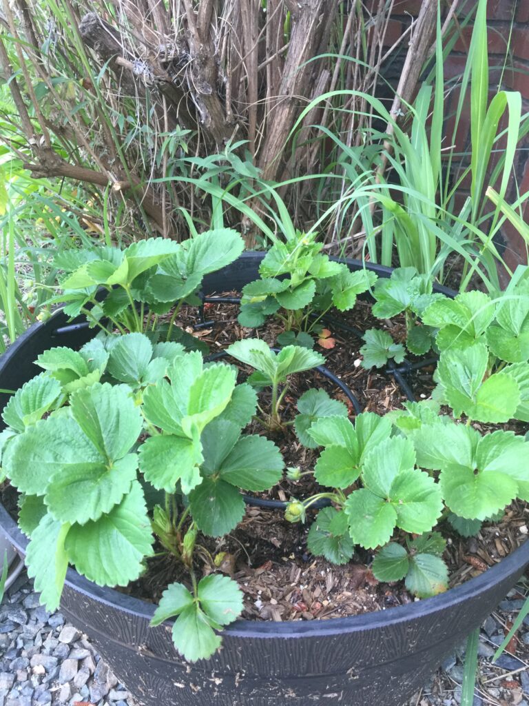 Best Crops for Small Gardens We Love!