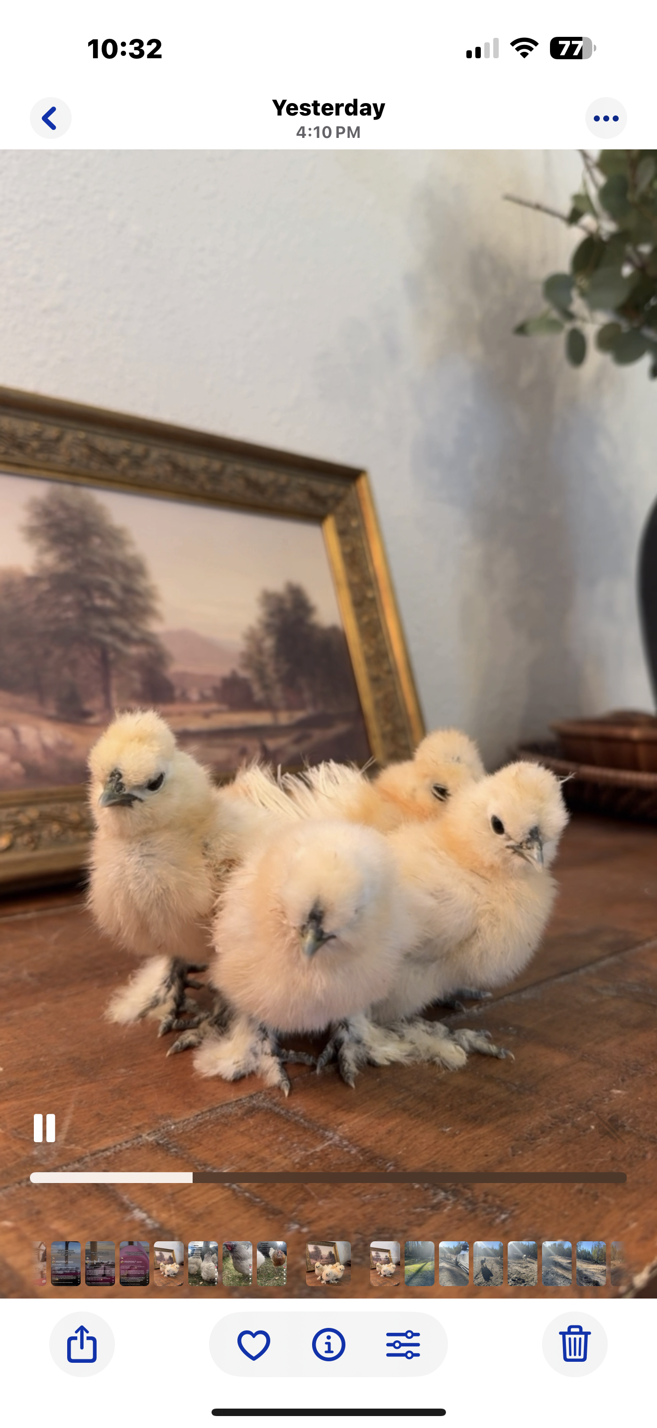 chickens brooder heat lamp baby chicks homesteading sustainable farm gardener