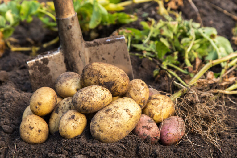 How to Plan a Sustainable Garden That Feeds Your Family All Year Long Build in Soil Health & Pest Control