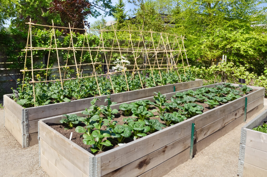 vegetable companion planting guide