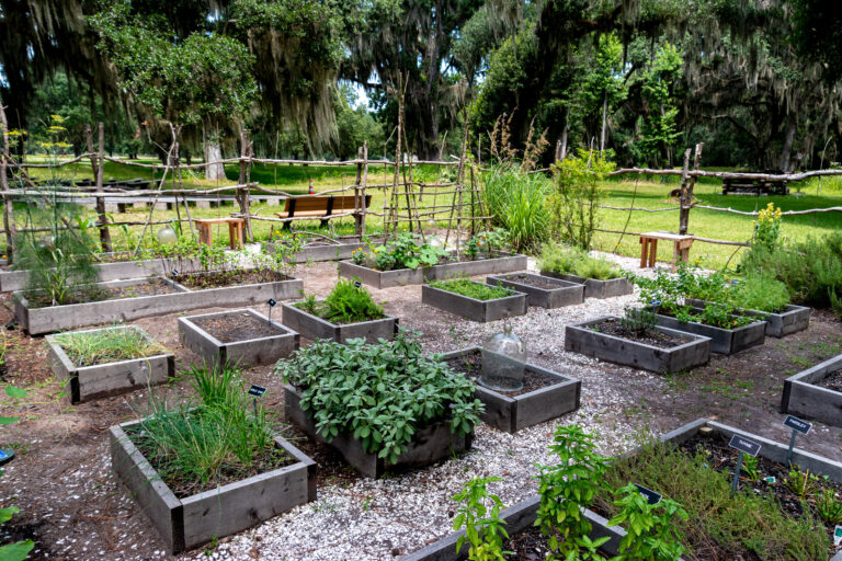 Do I Really Need Fancy Soil? Should I Start with Seeds or Plants? How Much Sun Does My Garden Need? How Often Should I Water My Garden? What’s the Easiest Vegetable to Grow? Do I Need to Fertilize? How Do I Keep Bugs from Eating My Plants? How Do I Know When to Harvest? What Happens if I Plant Too Close Together?