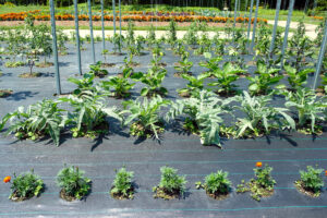 companion plants 3 sisters planting gardening tips