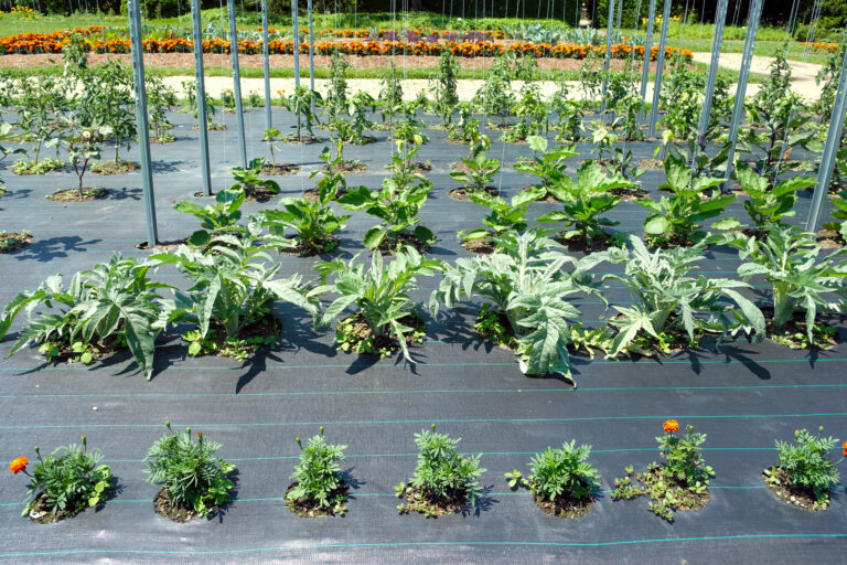 companion plants 3 sisters planting gardening tips