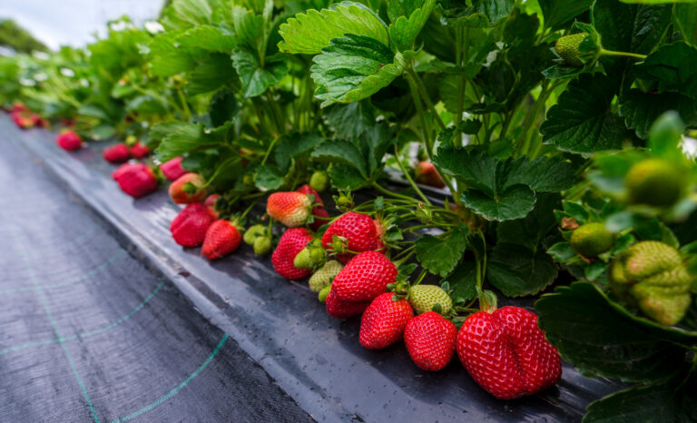 The Best Companion Plants for Berries: What to Plant Next to Strawberries, Blueberries & grow tips