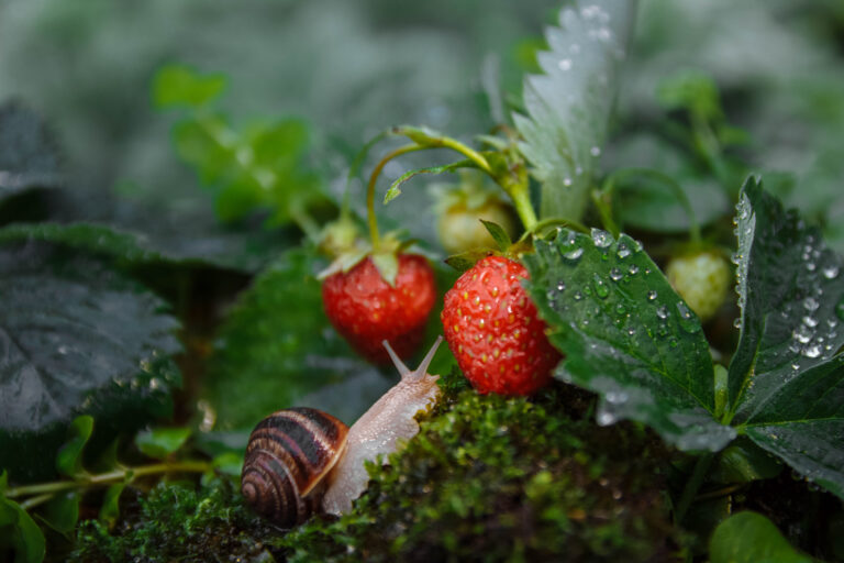 home gardening natural pest control