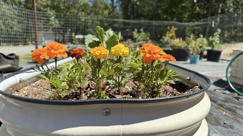 raised beds gardening for beginners homestead gardening grow bags vs raised beds