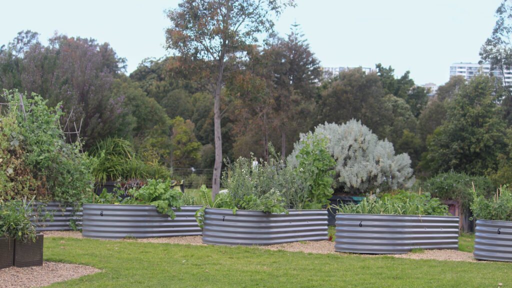 Grow Bags vs Raised Beds: Which One Should You Buy?